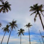 How to Care For Palm Trees