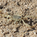 Scorpion Control: How to Get Rid of Scorpions in Your Home