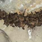 Getting Rid of Bats From Your Home, Property
