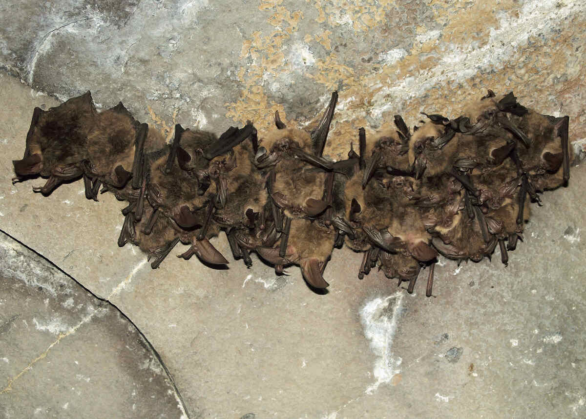 How To Get Rid Of Bats From Your Home And Property Lawnstarter 