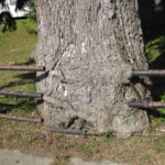 Trees on a Property Line: What Are Your Rights? Your Neighbor’s?