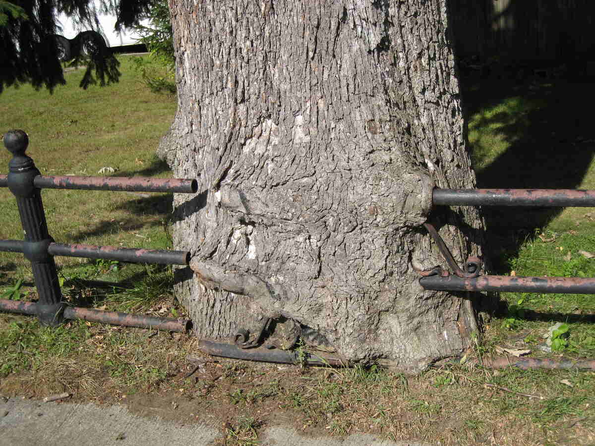 tree vs fence