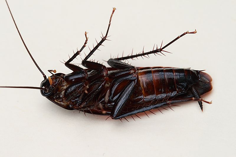 Smokeybrown cockroach