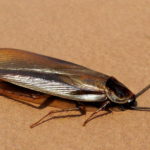 Cockroach Control: How to Get Rid of Cockroaches for Good