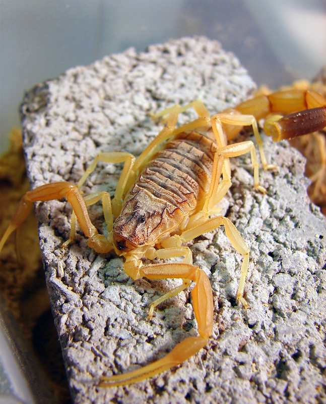 Scorpion Control How To Get Rid Of Scorpions In Your Home Lawnstarter