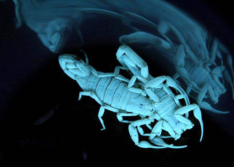Arizona bark scorpions