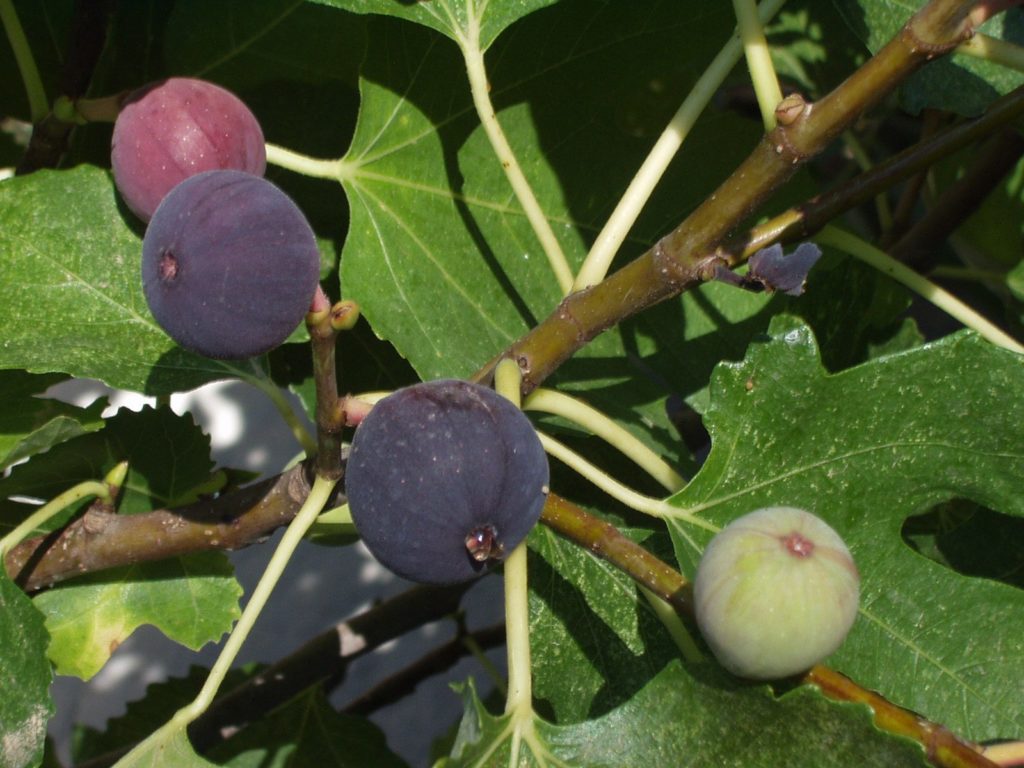 Planting And Caring For Fig Trees A Guide Lawnstarter