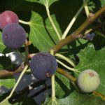 Planting and Caring for Fig Trees: A Guide