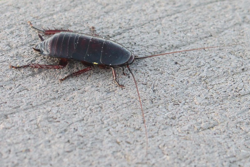 Florida woods cockroach