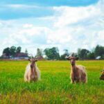 Grazing Goats Can Give Wildfires the Brush-Off