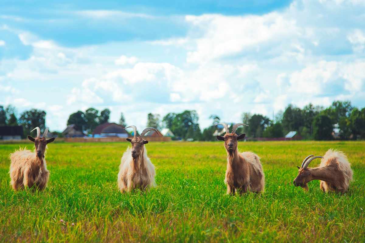 goats in the clearing