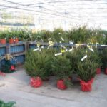 This Holiday, Plant a Live Christmas Tree