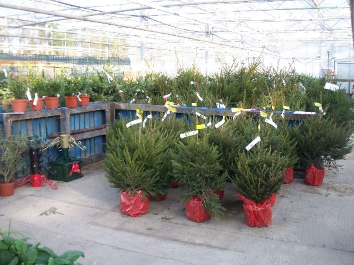 a picture of several christmas tree plants in a nursery