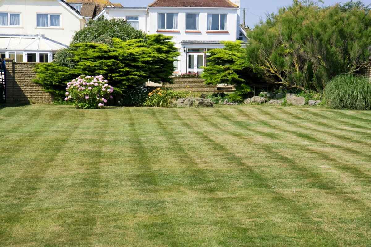 mown grass