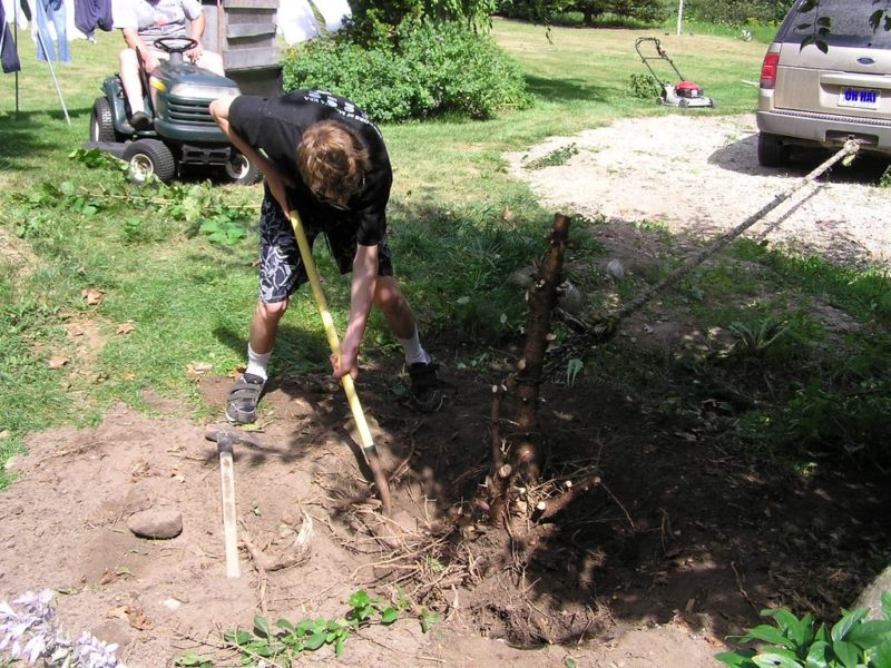 5 Ways to Remove a Tree Stump Lawnstarter