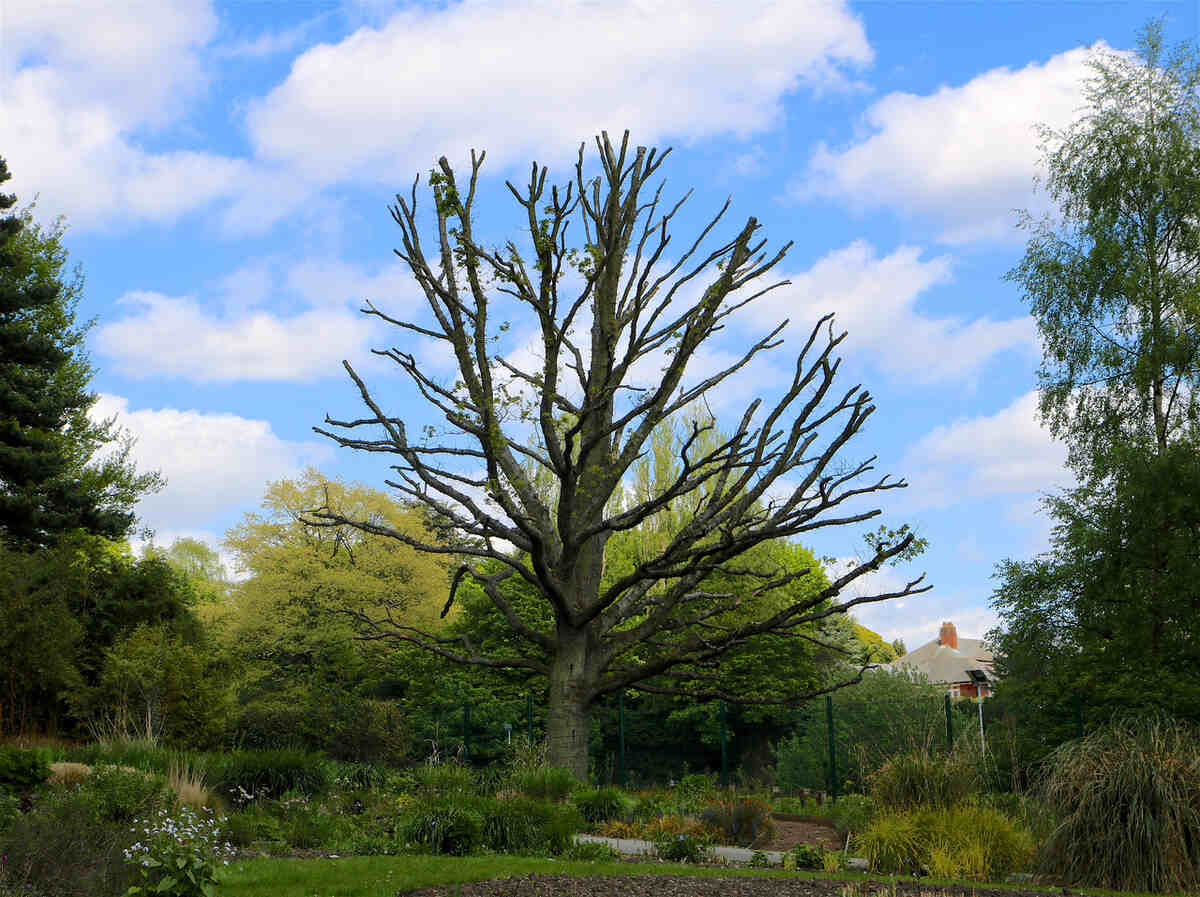 zombie tree