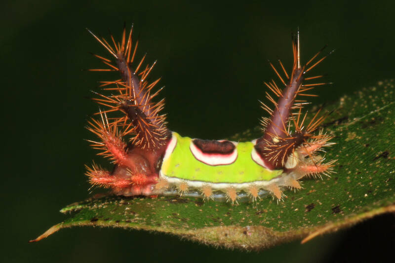 Saddleback caterpillar