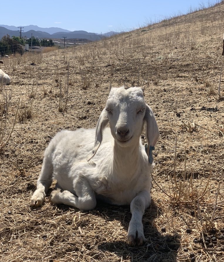 Brush-clearing goat