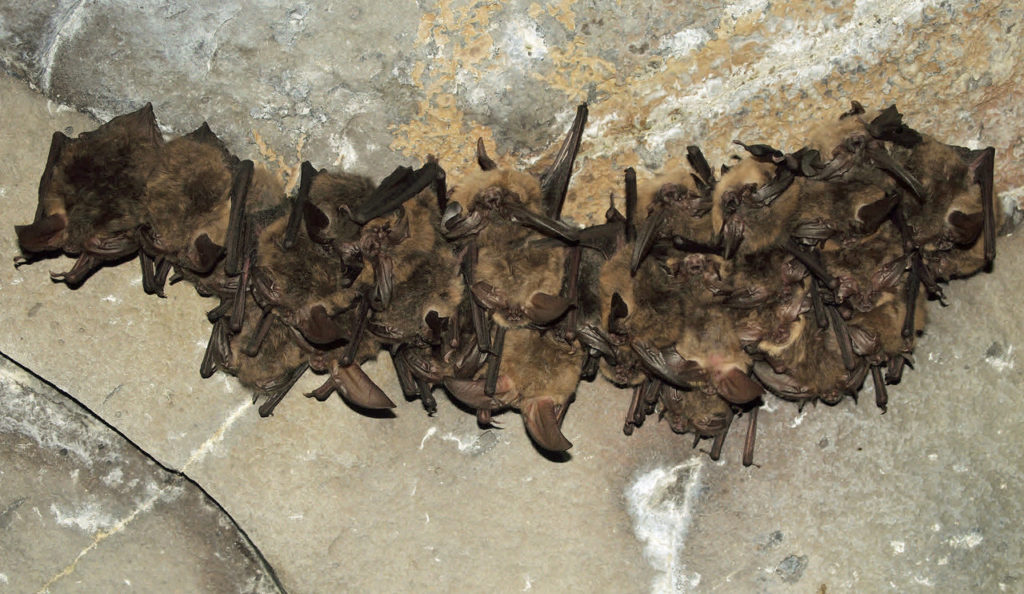Getting Rid of Bats From Your Home, Property - Lawnstarter