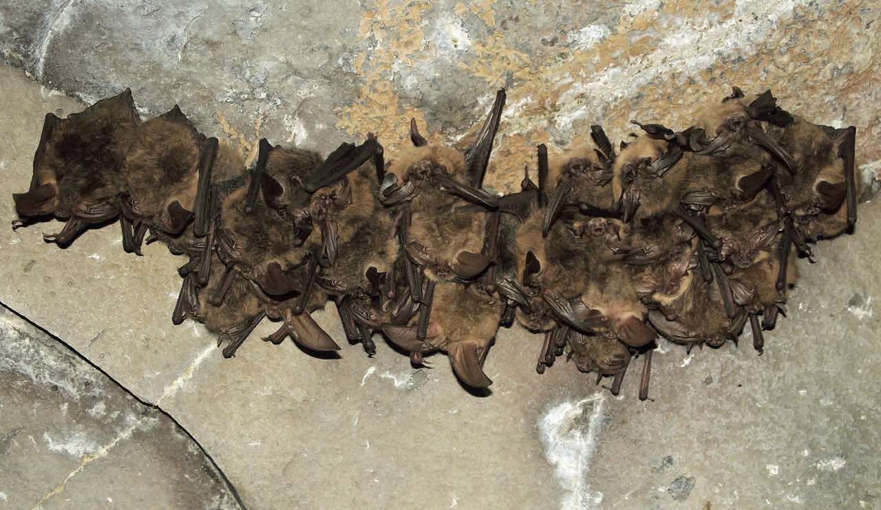 How do i get rid of bats in my home Getting Rid Of Bats From Your Home Property Lawnstarter