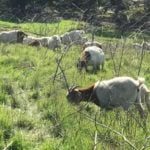 Grazing Goats Can Give Wildfires the Brush-Off