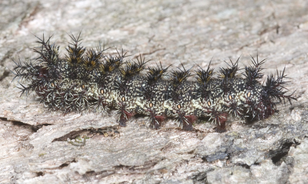 Stinging Caterpillars Pack An Unexpected Venomous Punch Lawnstarter