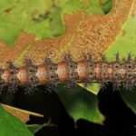 Stinging Caterpillars Pack an Unexpected Venomous Punch