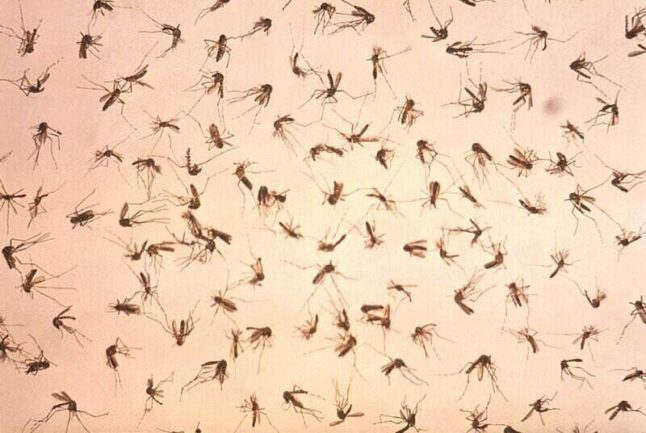 Dead Mosquitos in a Trap
