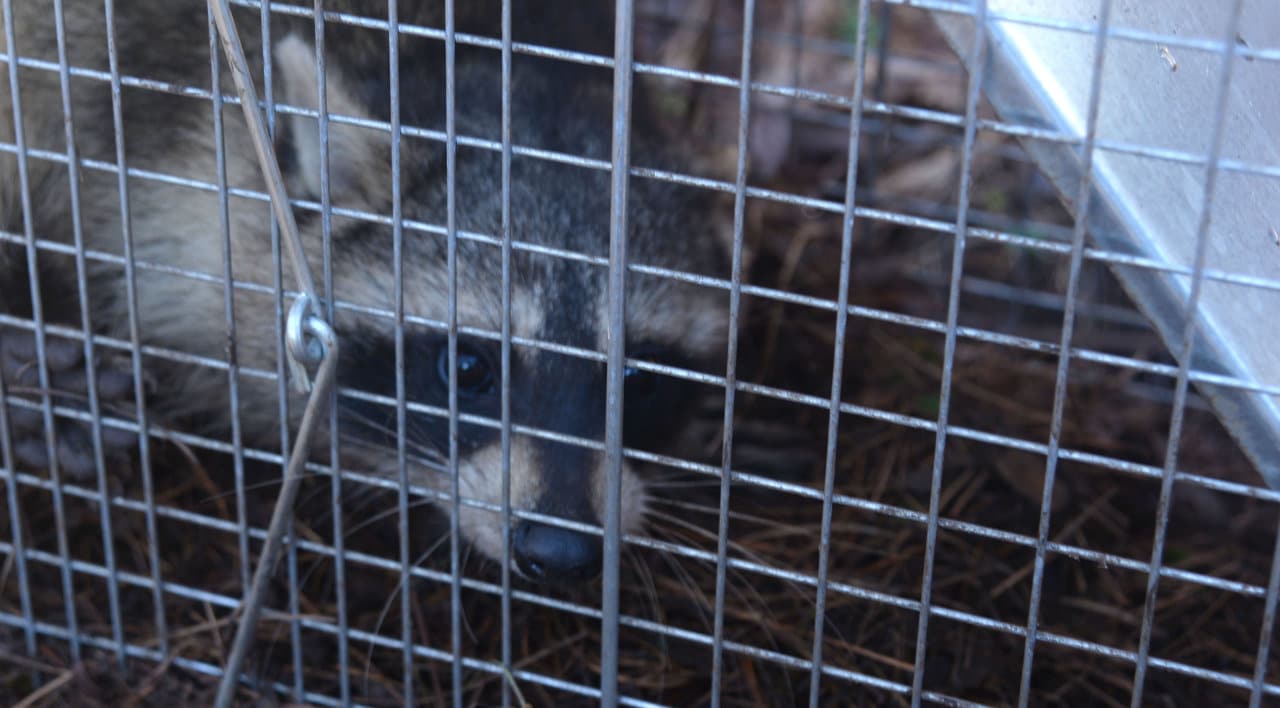 get rid of raccoons