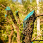 Why Painting on Tree Pruning Sealer Is a Bad Idea