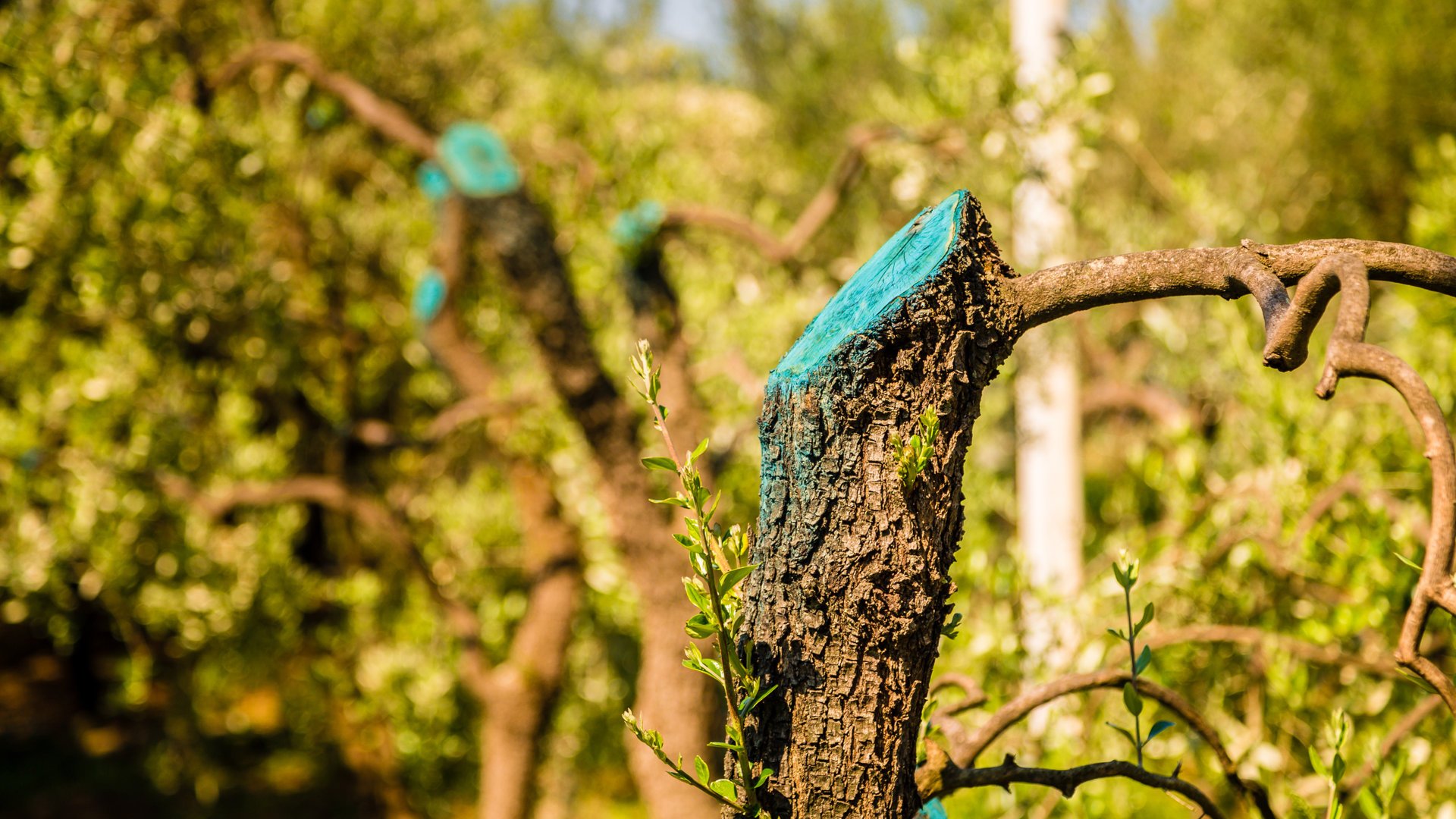 Why Painting on Tree Pruning Sealer Is a Bad Idea - Lawnstarter