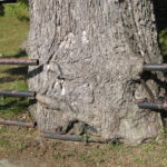 Trees on a Property Line: What Are Your Rights? Your Neighbor’s?