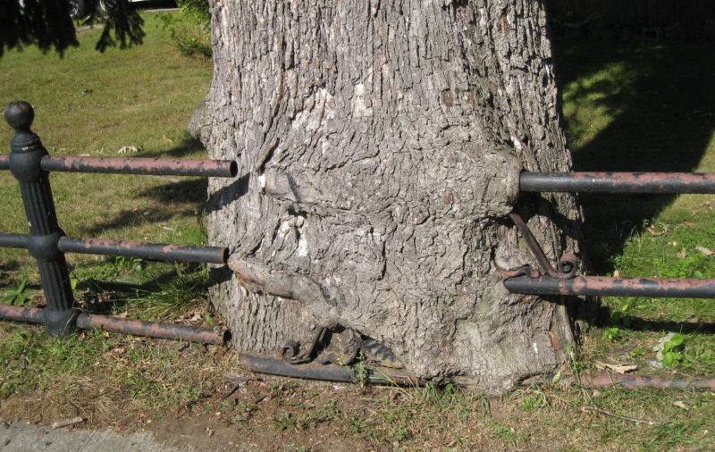 Trees on a Property Line What Are Your Rights? Your Neighbor's? Lawnstarter