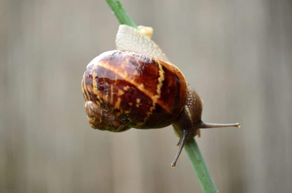 Garden snail closeup