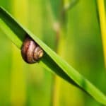 Can You Eat Garden Snails?