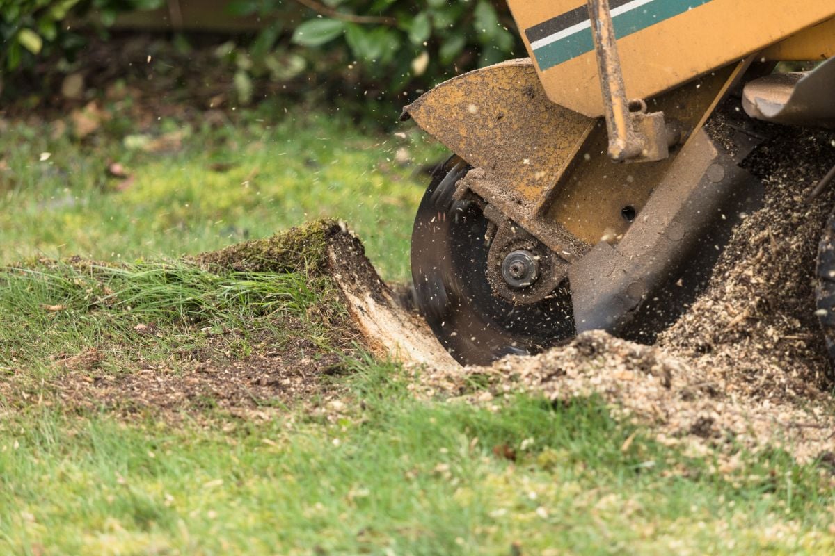 Tree stump grinder in use