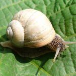 Can You Eat Garden Snails?