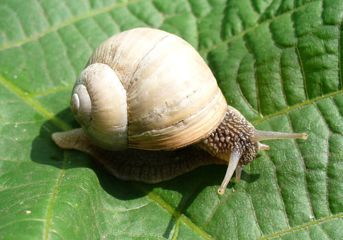 edible snail