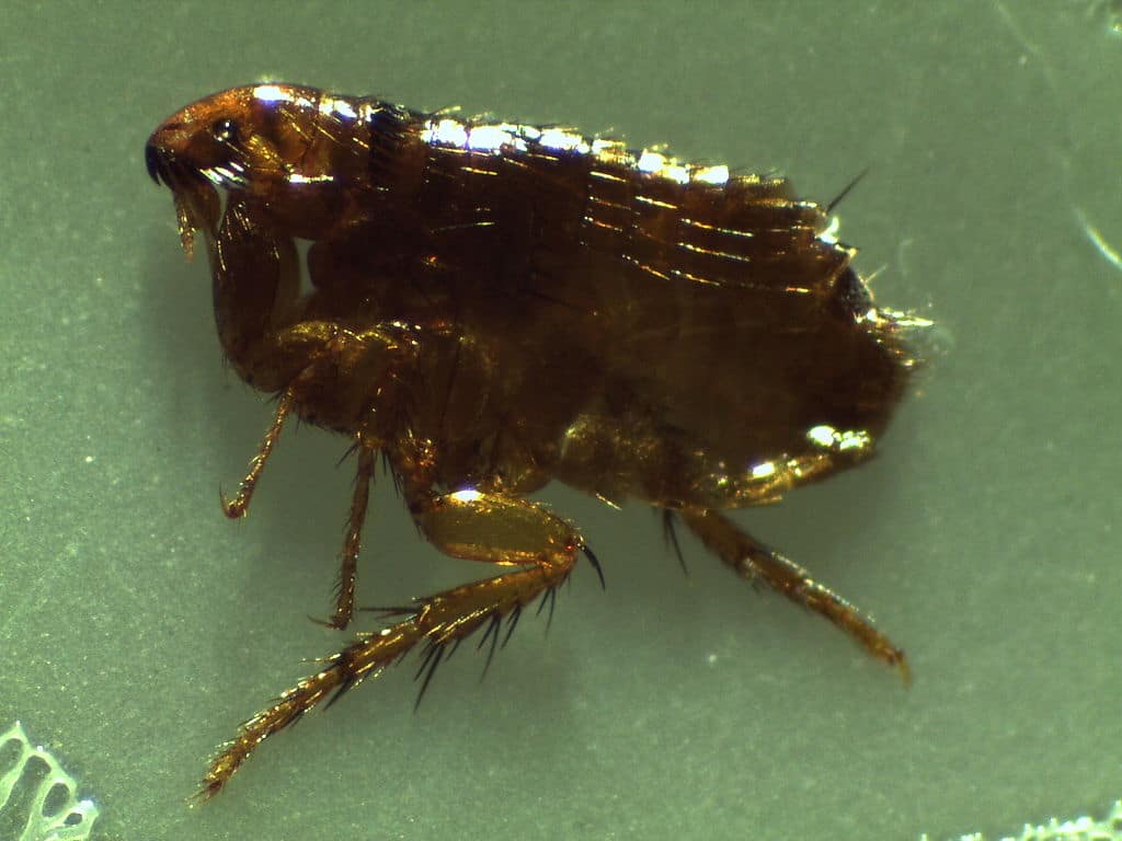 Cat flea