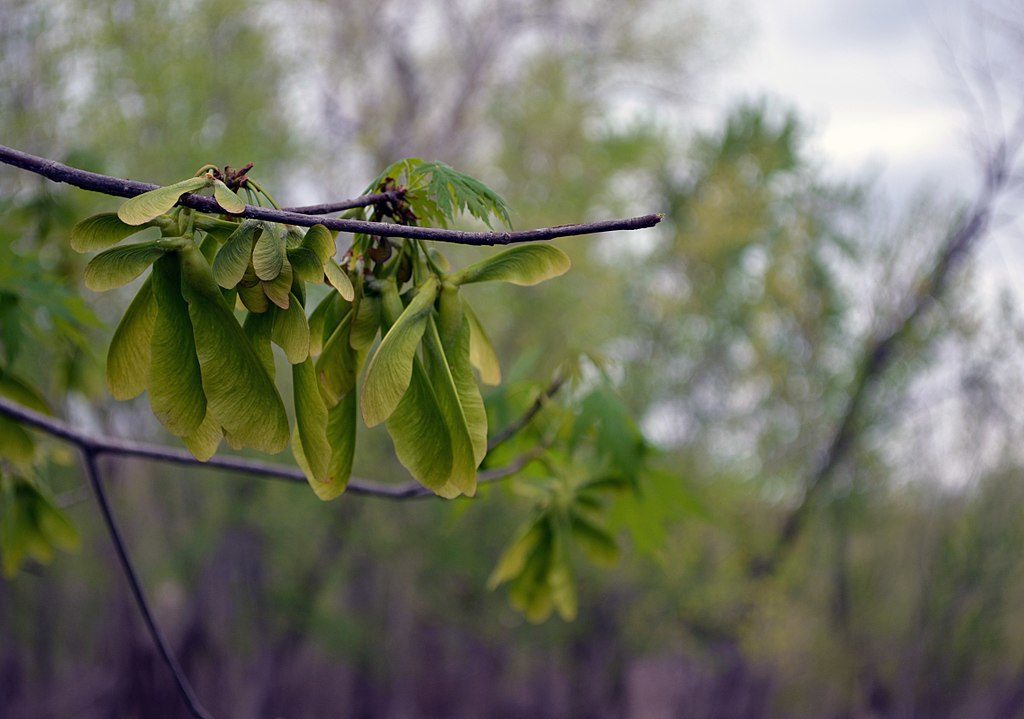 Silver maple