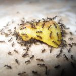 Pest Control Checklist for New Atlanta Homeowners