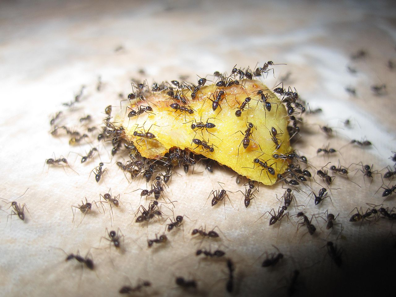 Ants eating fruit