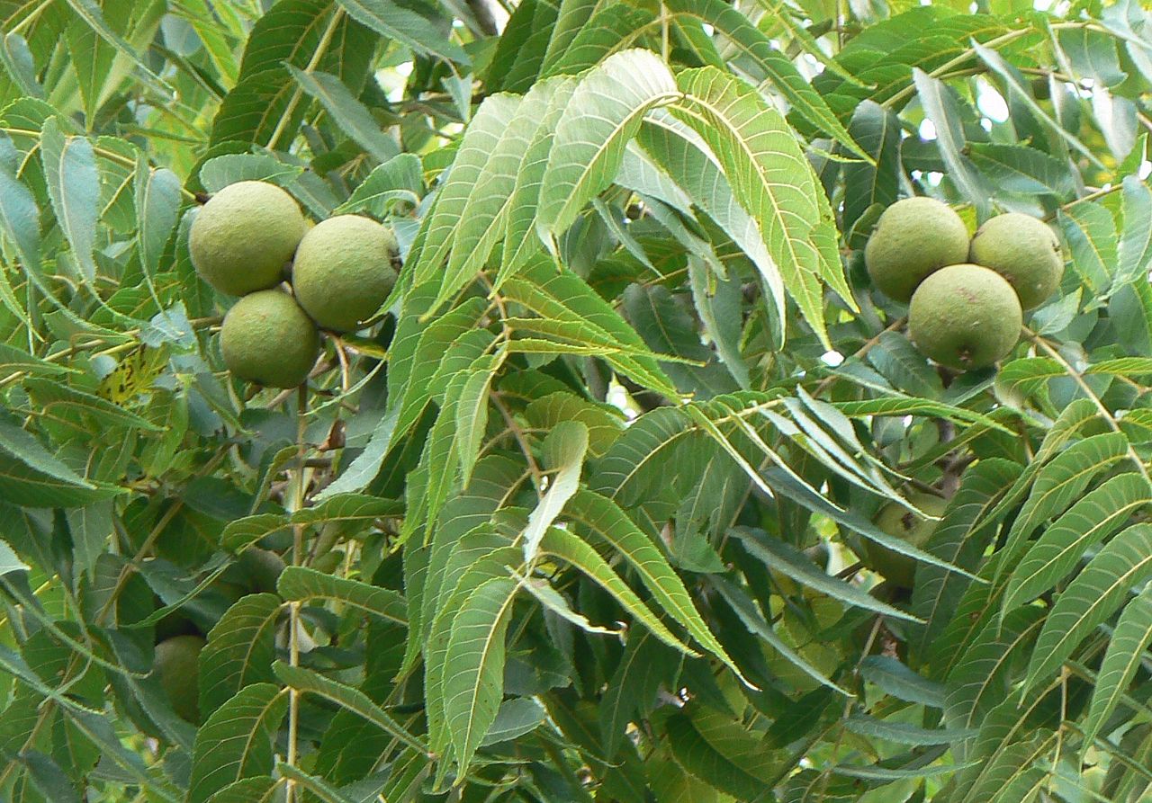 أشجار الفاكهة لتنمو في شارلوت نورث