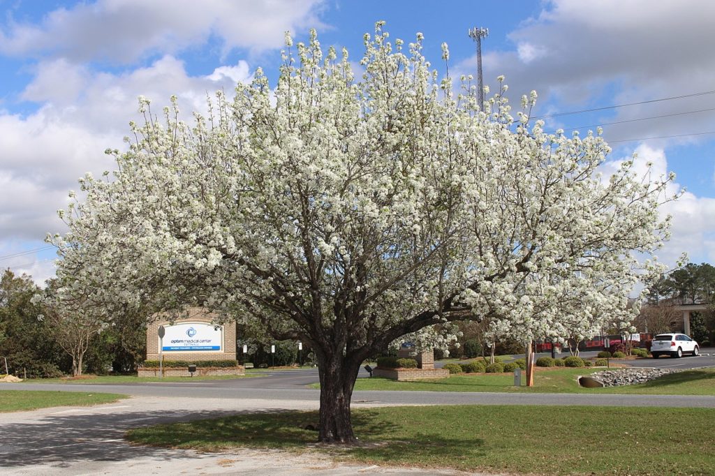 Bradford pear tree