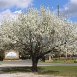 5 Worst Trees to Plant in Dallas