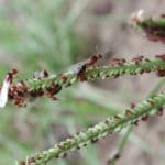 Houston’s 7 Worst Stinging Insect Pests