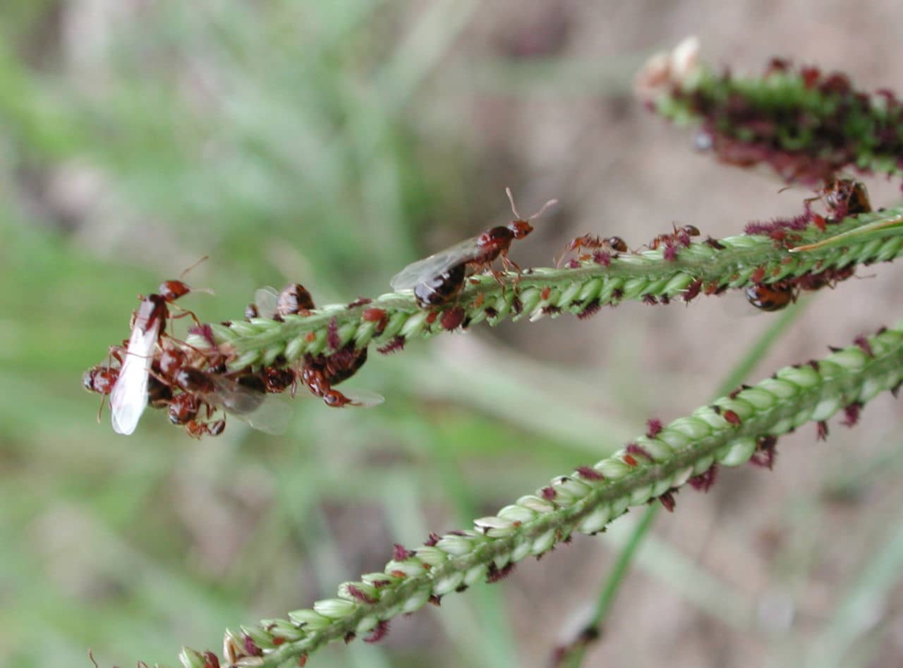 Fire ants with queens