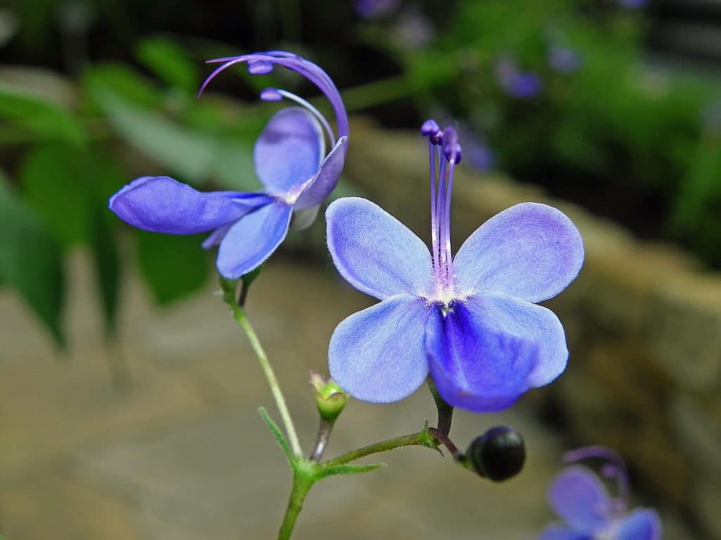 7 Hot Houston Landscaping Trends