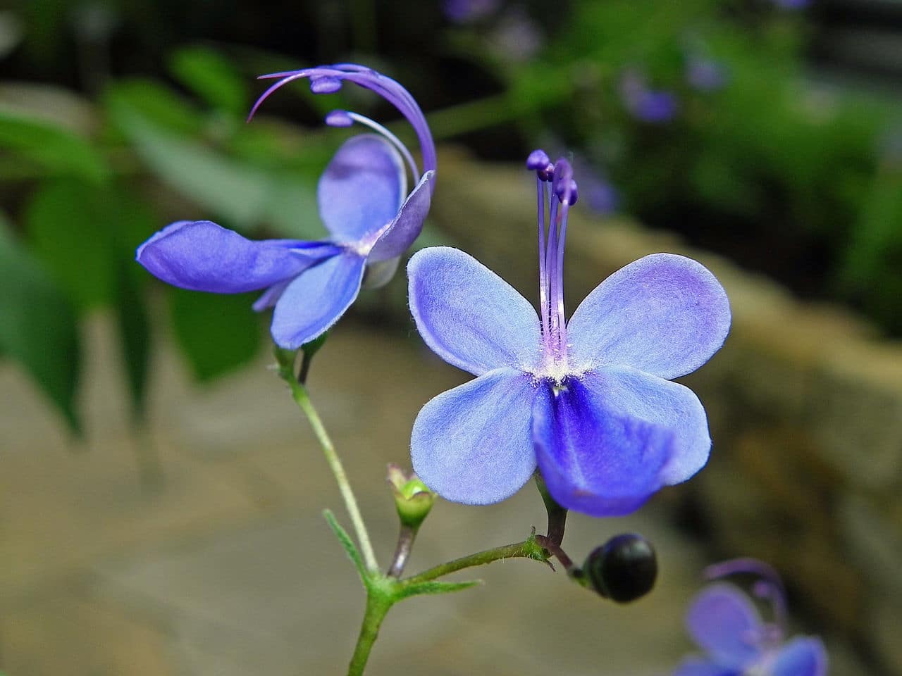 Blue butterfly bush