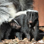 How to Get Rid of Skunks